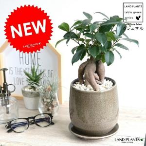 コーデックス：パキポディウム マカイエンセ 実生*S 塊根幅1.2cm