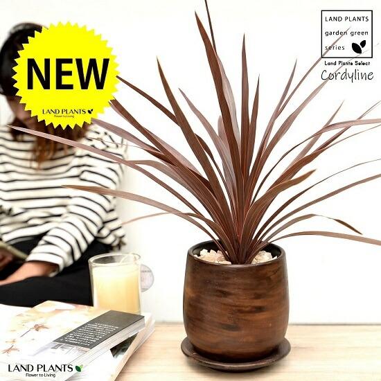 コルディリネ （レッドスター） ウッド風 ペイント 陶器鉢 Sサイズ 【天然砕石・受皿・育て方】イン...