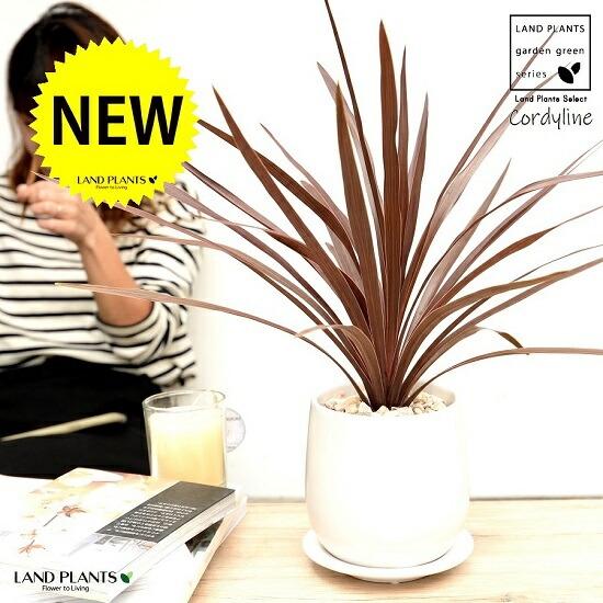 コルディリネ （レッドスター） 白色 ドロップ型 陶器鉢 Sサイズ 【天然砕石・受皿・育て方】インデ...