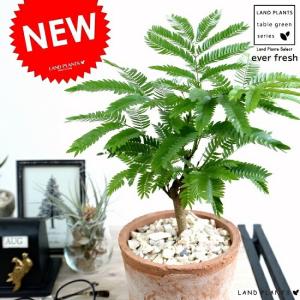 エバーフレッシュ (アカサヤネムノキ) 【観葉植物 大型 8号