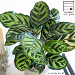 鉢花 観葉植物：リューカデンドロン グクラ*7号 リュウカデンドロン