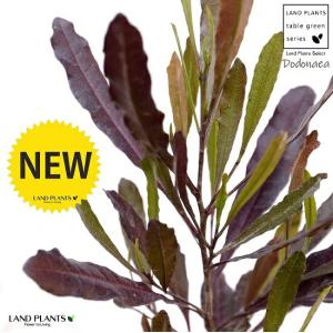 ポップブッシュ プルプレア 約2m 現品発送 特大苗木 植木 常緑樹