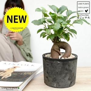 シマトネリコ（7寸鉢） : 日本花卉ガーデンセンターYahoo!店 - 通販