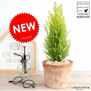 おしゃれ 観葉植物 キンモウコウ：ゴールデンモンキー タカワラビ*金毛