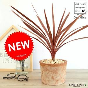 大株　コルジリネ 赤ドラセナ 約140cm レッドスター　幹上がり　79 ◎コルジリネ≪レッドスター140CM≫コルディリネ◎赤ドラセナ（XLL