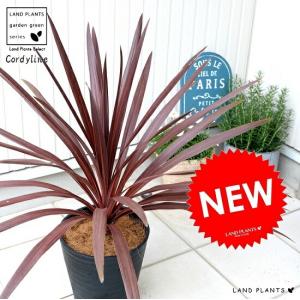 ユッカ リギダ 【観葉植物 10号／1個売り】 : shopooo by GMO - 通販