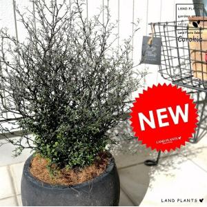 エバーフレッシュ (アカサヤネムノキ) 【観葉植物 大型 8号