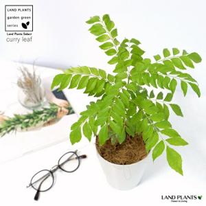 マカダミアナッツ バーモント種 取り木苗 7号スリット鉢植え : 苗木部