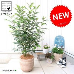 おしゃれ 観葉植物：オリーブの木 マンザニロ 7号*現品4 SOUJU 創樹