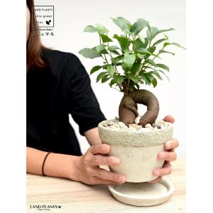 メガタエ　ギムノカリキウム属　直径約11cm 抜き苗　大苗　子株付き メガタエ ギムノカリキウム属 直径約11cm 抜き苗 大苗