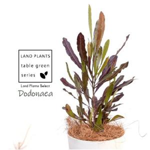 カリステモン ウィルダネスホワイト 【花木苗 8号／1個売り