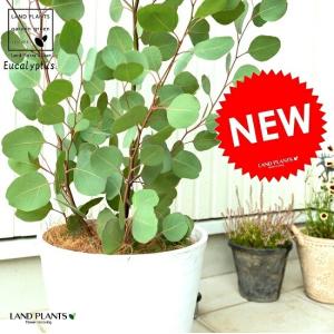 ユーカリの木 ポポラス　約1.5メートル ポポラス 丸葉ユーカリ 約1.5m 特大株 植木苗木大苗 丸葉のユーカリの