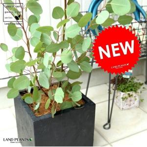 丸葉 ユーカリ （ポポラス） 軽量 ファイバー キューブ ポット 黒色 鉢植え 大型 ポリアンセモス シラカネ ユーカリプタス FIBER CLAY（ファイバークレイ） 鉢