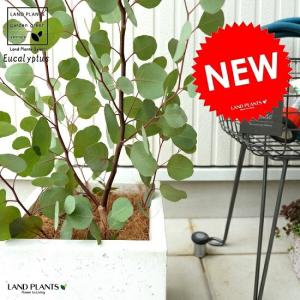 ユーカリ・ハートリーフ/ウェブステリアナ 7号 茶鉢 : 花のアリマツ