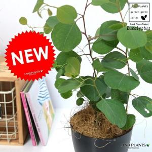 観葉植物 おしゃれ：オリーブの木*SOUJU（創樹） マンザニロ 現品選べ