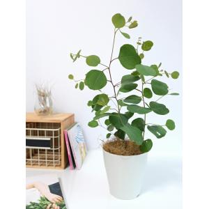 丸葉 ユーカリ (ポポラス) 4号 プラスチッ...の詳細画像2