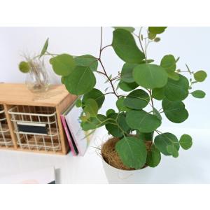 丸葉 ユーカリ (ポポラス) 4号 プラスチッ...の詳細画像4
