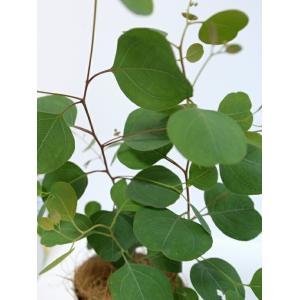 丸葉 ユーカリ (ポポラス) 4号 プラスチッ...の詳細画像5