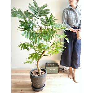 エバーフレッシュ 黒色 エッグ ラウンド 陶器...の詳細画像4