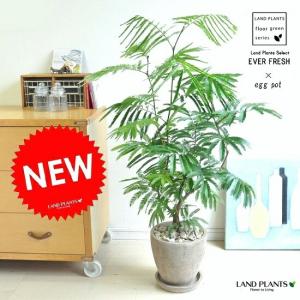 斑入り ショウナンゴムノキ 約H90cm 8号鉢 希少 観葉植物 : グリーン