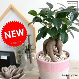 シナモン(セイロン・ニッケイ)【中型 観葉植物 7号鉢／1個】 : shopooo