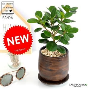 現品】パンダガジュマル/フィカス・パンダ 10号 白鉢（4） : 花の