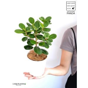 【希少植物】【お試し】 パンダガジュマル 4号 プラスチック鉢 白色 【ココファイバー】 ガジュマル...