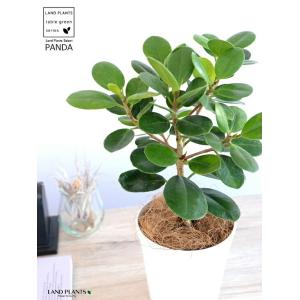 超希少種 黄斑入り パンダガジュマル ドワーフ 高さ約79cm 7号鉢 朴