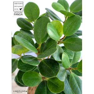 【希少植物】【お試し】 パンダガジュマル 4号 プラスチック鉢 白色 【ココファイバー】 ガジュマル がじゅまる パンダ 鉢植え 鉢 苗 苗木 観葉植物 白 ホワイ