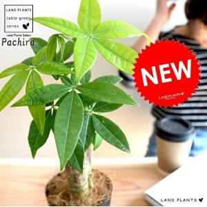 観葉植物 おしゃれ：オリーブの木 6号*SOUJU（創樹) ルッカ 現品選べ