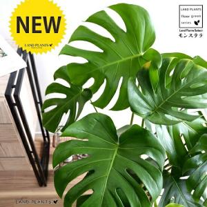 観葉植物 大型 モンステラ・デリシオーサ（根上がり仕立て） / 7寸・約