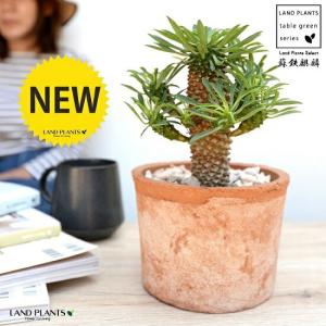 ソテツキリン パイナップルコーン 蘇鉄麒麟 多肉植物 ユーフォルビア