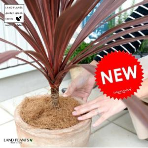 コルディリネ キウイ 観葉植物 4号/お買い得3個セット 園芸品種 苗木