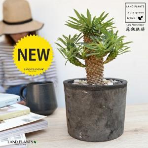 おしゃれ 観葉植物：ソテツ*蘇鉄 4号 プラポット : 遊恵盆栽 Yahoo!店