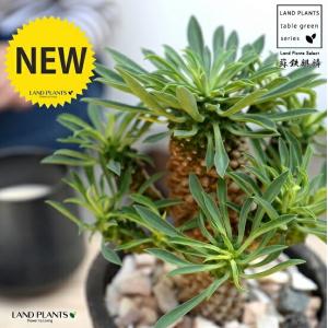 観葉植物 大型 種類 キンカンソテツ 10号 【現品】 金冠 金環 選べる