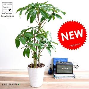 ITANSE 観葉植物 ツピタンサス 8号鉢 2〜3本立ち 1個 人気 大型
