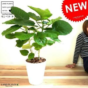 ストレリチア・オーガスタ【大型 観葉植物 8号鉢／Lサイズ1個