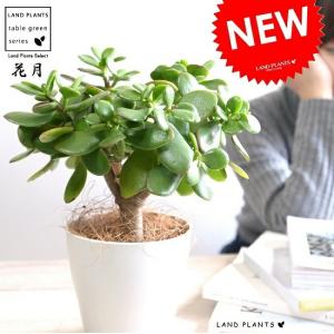 【現品】【金のなる木・カネノナルキ】クラッスラ　花月（カゲツ）大株　10号　AK お金のなる木 花月 成金草 4号鉢サイズ 鉢植え 薫る花 庭木 多肉植物