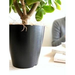 【お試し】 カネノナルキ(花月:カゲツ) 黒色...の詳細画像4