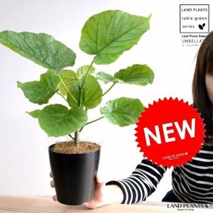 花 山野草：ウスベニヒゴスミレ(薄紅肥後すみれ)*流木チップ丸鉢 苔
