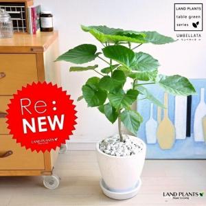ローラアシュレイ Laura Ashley ファイバークレイ キューブライト