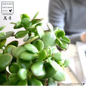 金のなる木 5号鉢（直径15cm） フチベニベンケイ 花月 成金草 多肉植物