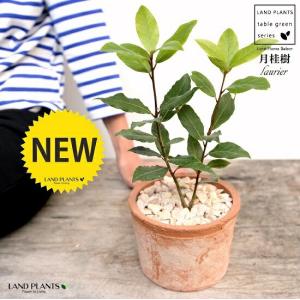 月桂樹（ローリエ） 茶色 モスポット シリンダー型 陶器鉢（天然砕石） ゲッケイジュ ローリエ ローレル 香味料 鉢植え 鉢 素焼 テラコッタ 茶 ブラウン オレン