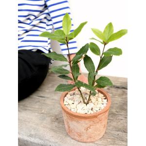 月桂樹(ローリエ) 茶色 モスポット シリンダ...の詳細画像5