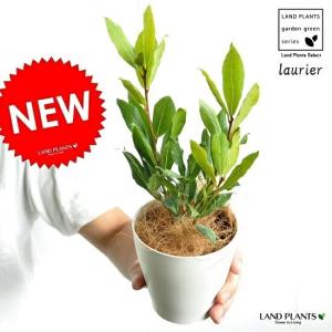 月桂樹さん専用 月桂樹 ローリエ 5号鉢サイズ 鉢植え 苗木 ゲッケイジュ ローレル 薫る