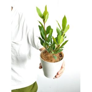 【お試し】 ローリエ(月桂樹:ゲッケイジュ) ...の詳細画像4