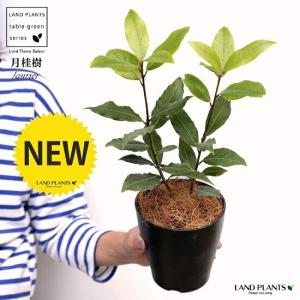 【お試し】 月桂樹（ゲッケイジュ） 4号 黒色 プラスチック鉢（ココファイバー） ローリエ ロリエ ベイリーフ ローレル 鉢 鉢植え プラ鉢 苗 苗木 月桂葉 laurie