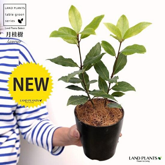 【お試し】 月桂樹（ゲッケイジュ） 4号 黒色 プラスチック鉢（ココファイバー） ローリエ ロリエ ...