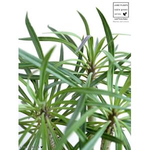 アルピニア バリエガータ（黄斑月桃 キフゲットウ） Alpinia zerumbet