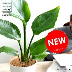 フィカス・バーガンディー【観葉植物 8号 ストレート仕立／1個売り